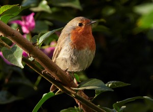 fgelvandringihammarsparkochpsibbarp