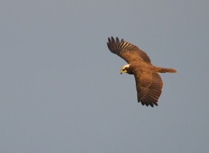 flyttfglarvidhusiemosse