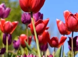 traffa-varens-vackra-lok-flor-4